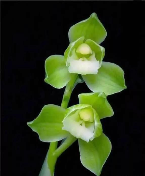 通江早年下山的一颗春剑素荷,后来成为传世名品