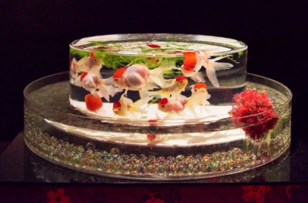 日本网红打卡艺术展,日本十大网红展