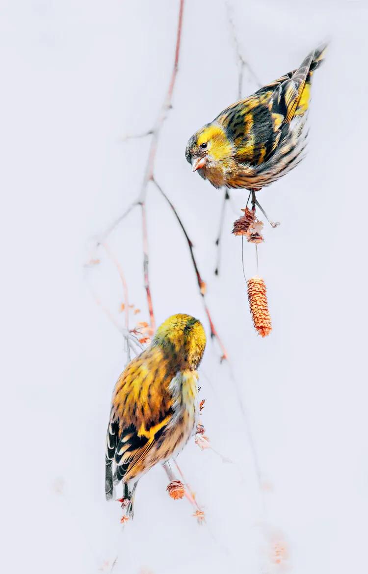 黄雀鸣叫欣赏,黄雀翅膀羽毛