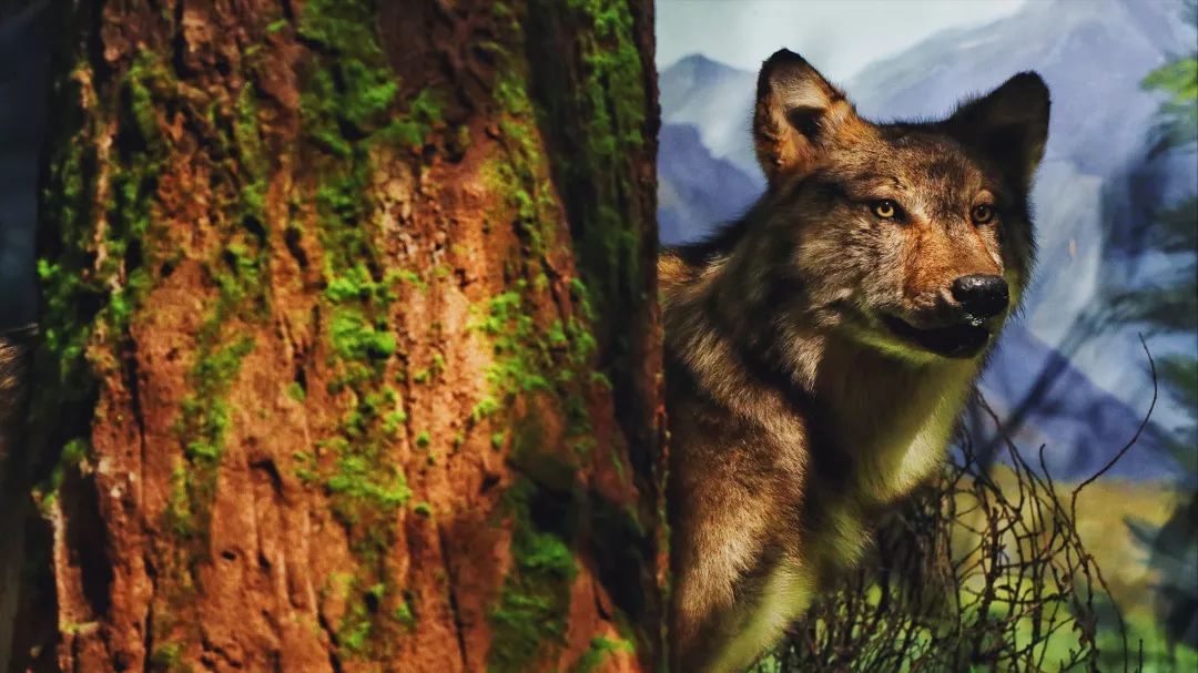 青岛贝林自然博物馆,青岛贝林博物馆门票优惠政策