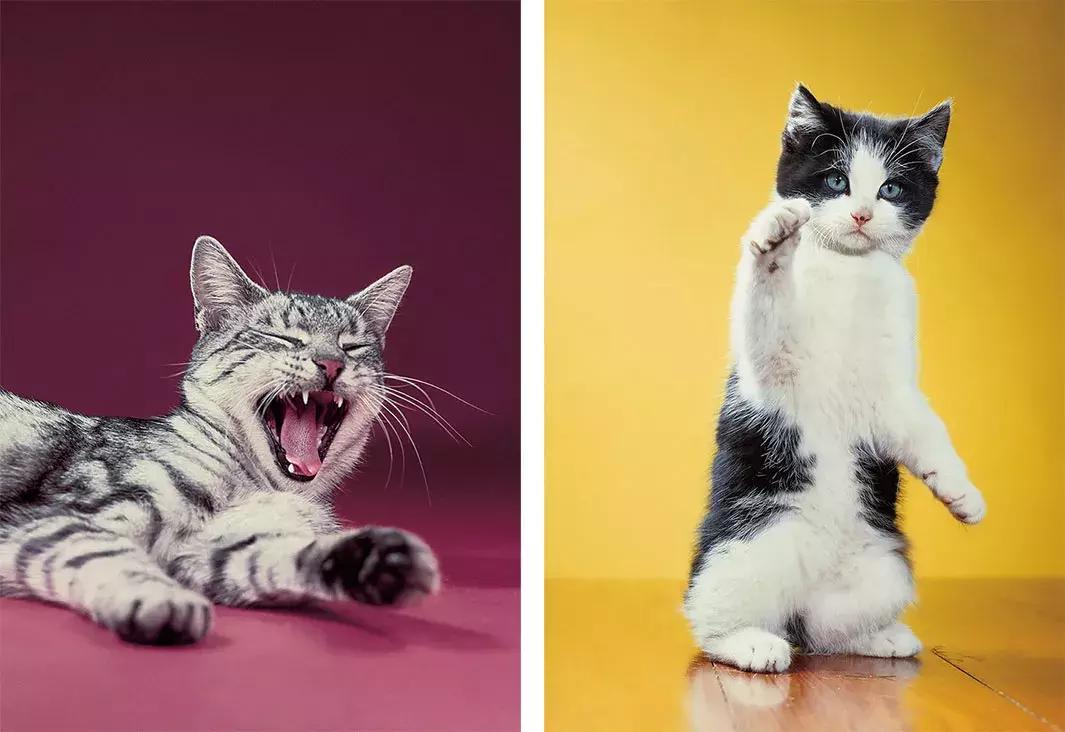 宠物发情期表现有哪些症状,如何度过宠物发情期