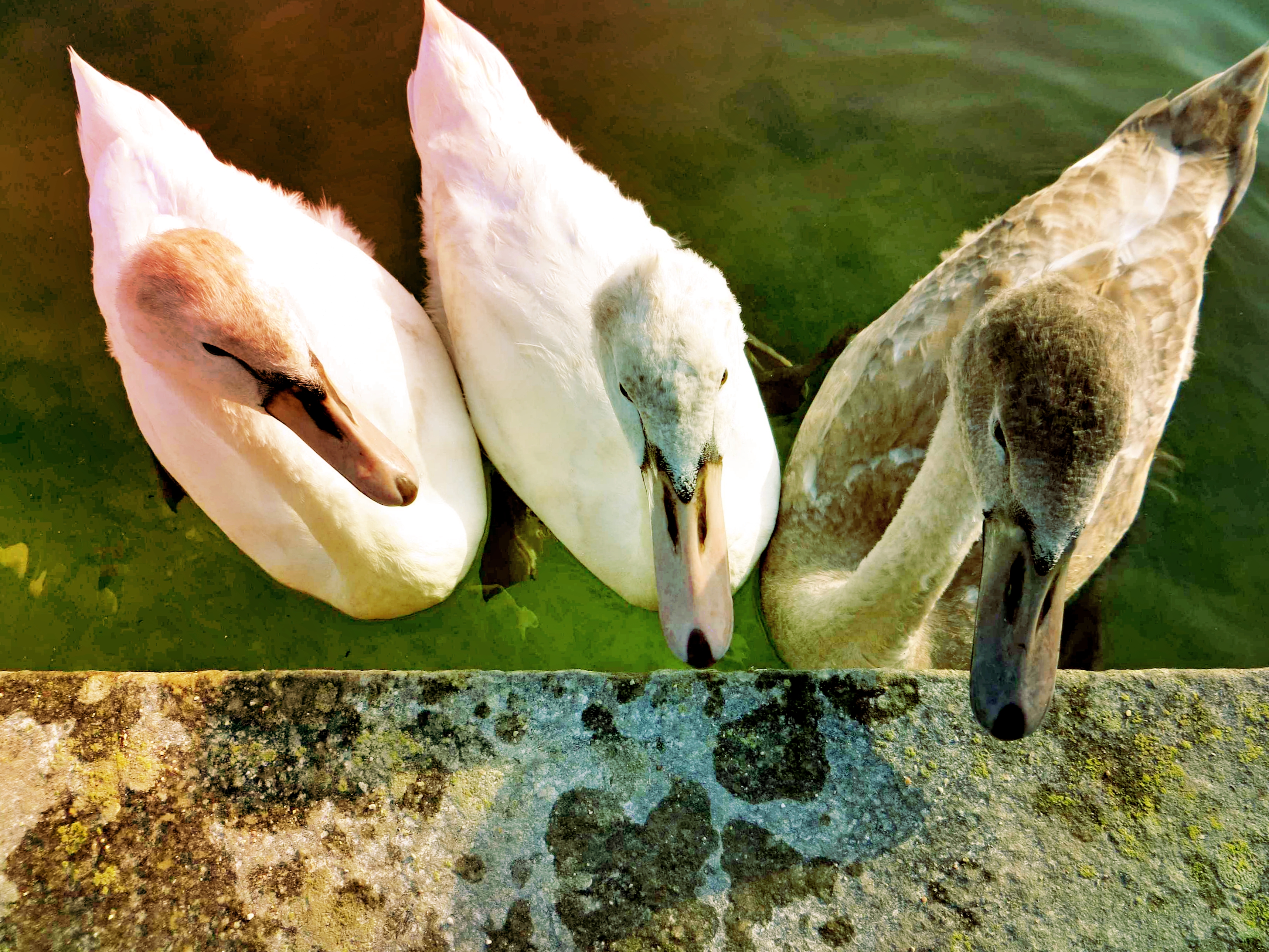 枫丹白露宫有没有拿破仑的帽子,法国枫丹白露拿破仑