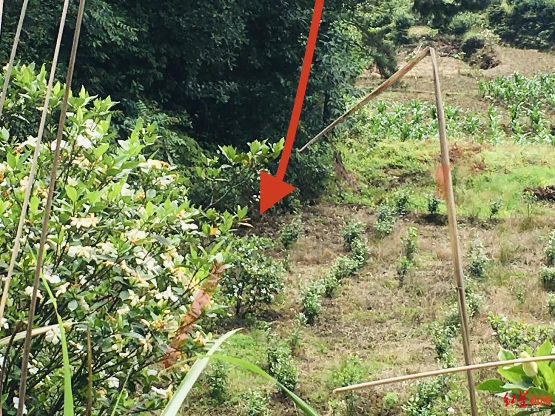 四川宜宾性侵学生案,14岁少年性侵杀害表姐案