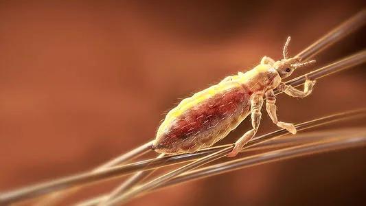 杜阳林,杜阳林散文作品