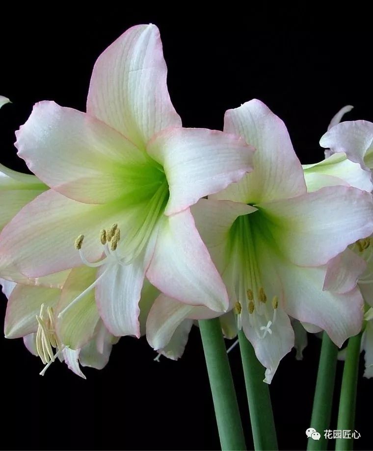 朱顶红为什么老是烂球,怎么才能让朱顶红不生小球