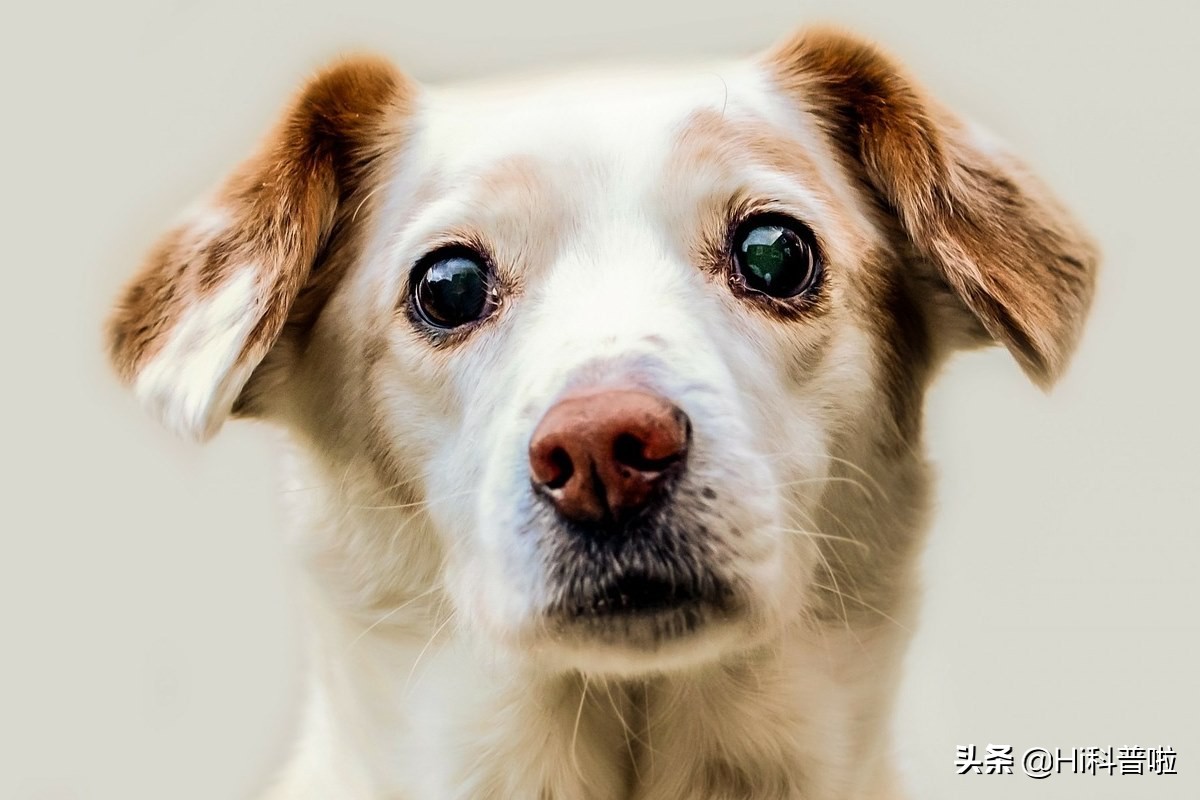 人类不能*亲近**生育,为什么却让狗“回交”,纯种狗真的好吗?