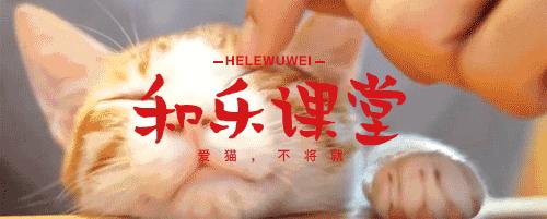 关于猫打疫苗的说说,猫打疫苗后需要注意哪些