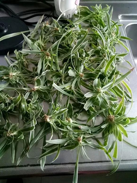 这3种花随便扦插好成活夏天疯长,常见花卉的扦插大法