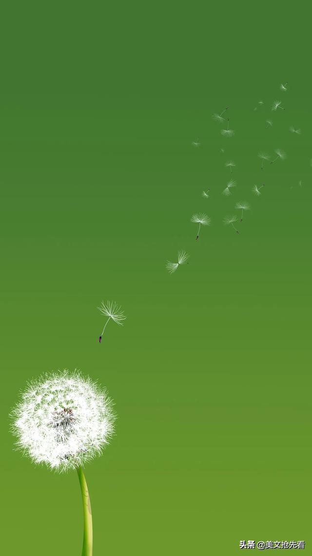 家乡的蒲公英,蒲公英飞回故乡