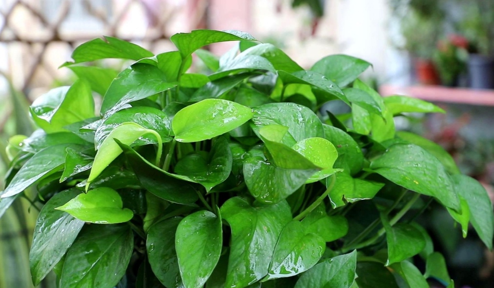 绿萝枝叶茂盛可以修剪吗,怎样养绿萝才能枝叶茂盛