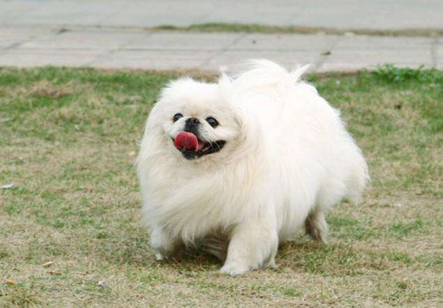 长毛长耳朵宠物狗是什么品种,有点像金毛的小型宠物狗品种