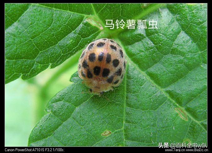瓢虫是益虫还是害虫怎么区分,所有的瓢虫都是益虫正确吗
