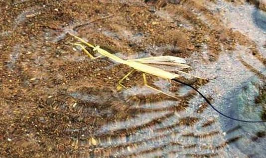 丧尸不科学,丧尸不存在吗