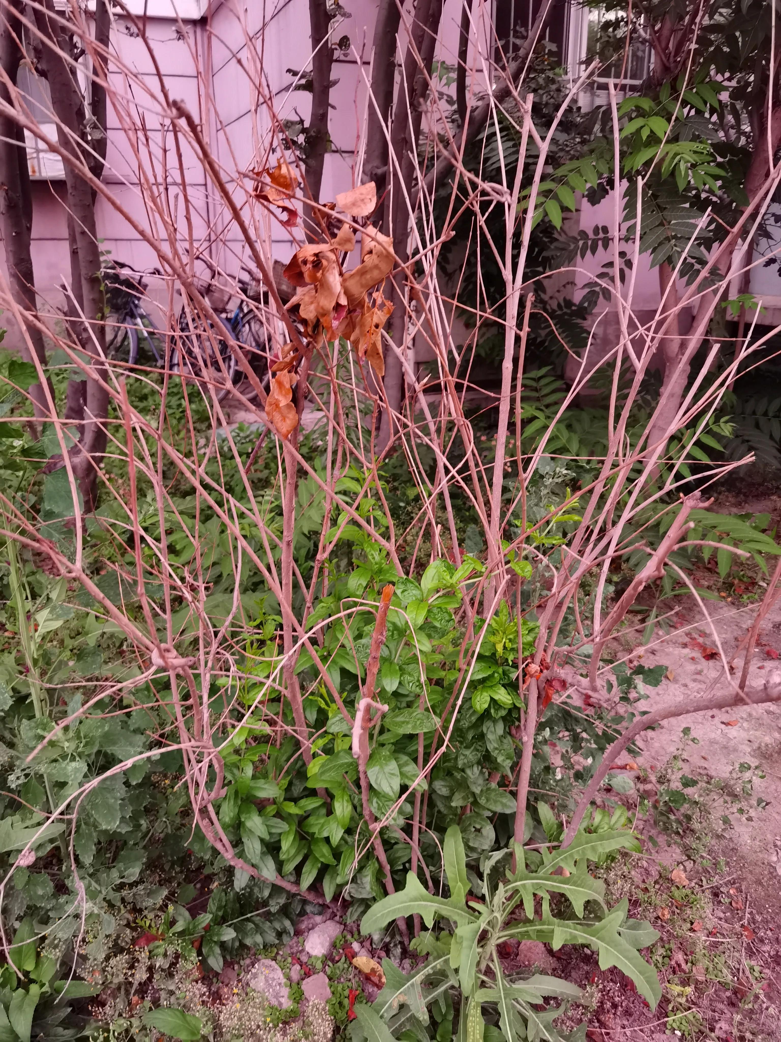 七月来了,天津小区知了钻出地面,曾经枯死的石榴树竟有发芽的