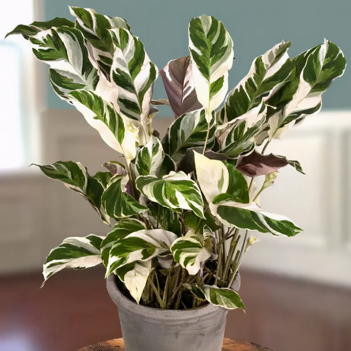 养花可以用加湿器增加湿度么,养花怎么增加湿度