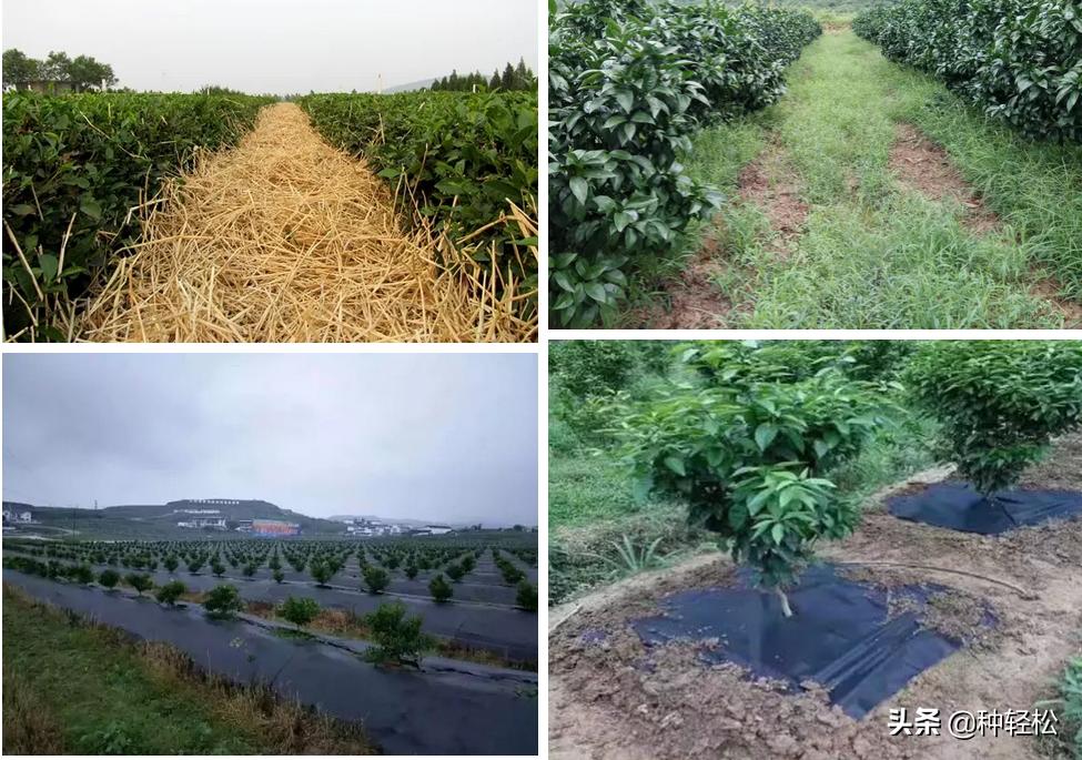 搞农业真的难吗,不打除草剂能除草的方法