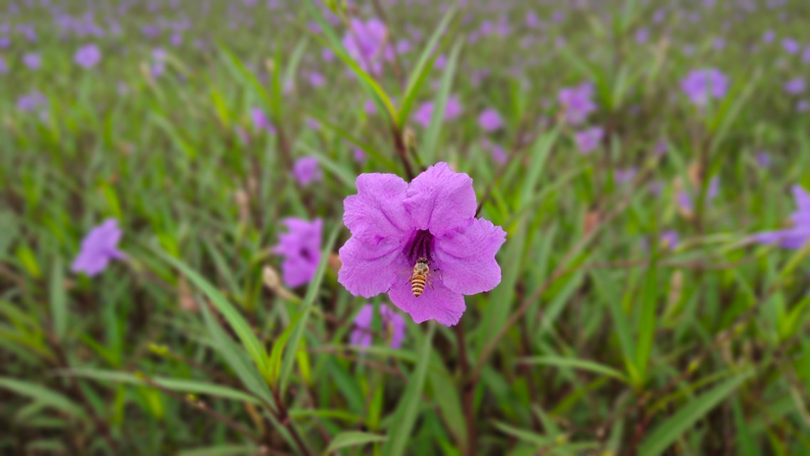 珠海井岸黄楊河湿地公园,20200927