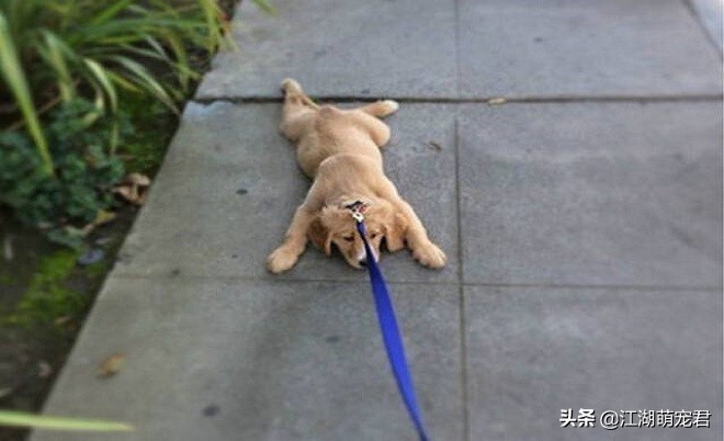 遛狗途中狗狗突然不肯走，不要生拉硬拽，可能是下面5个原因