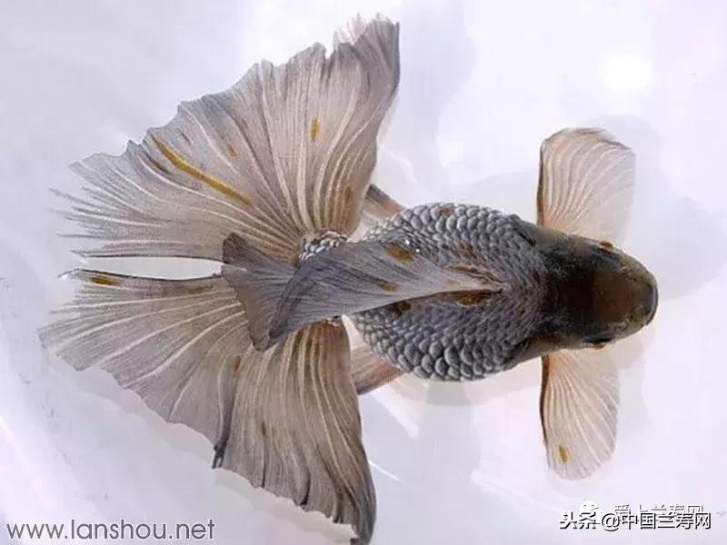 生命力最大的金鱼品种有哪些,十大最好的金鱼品种