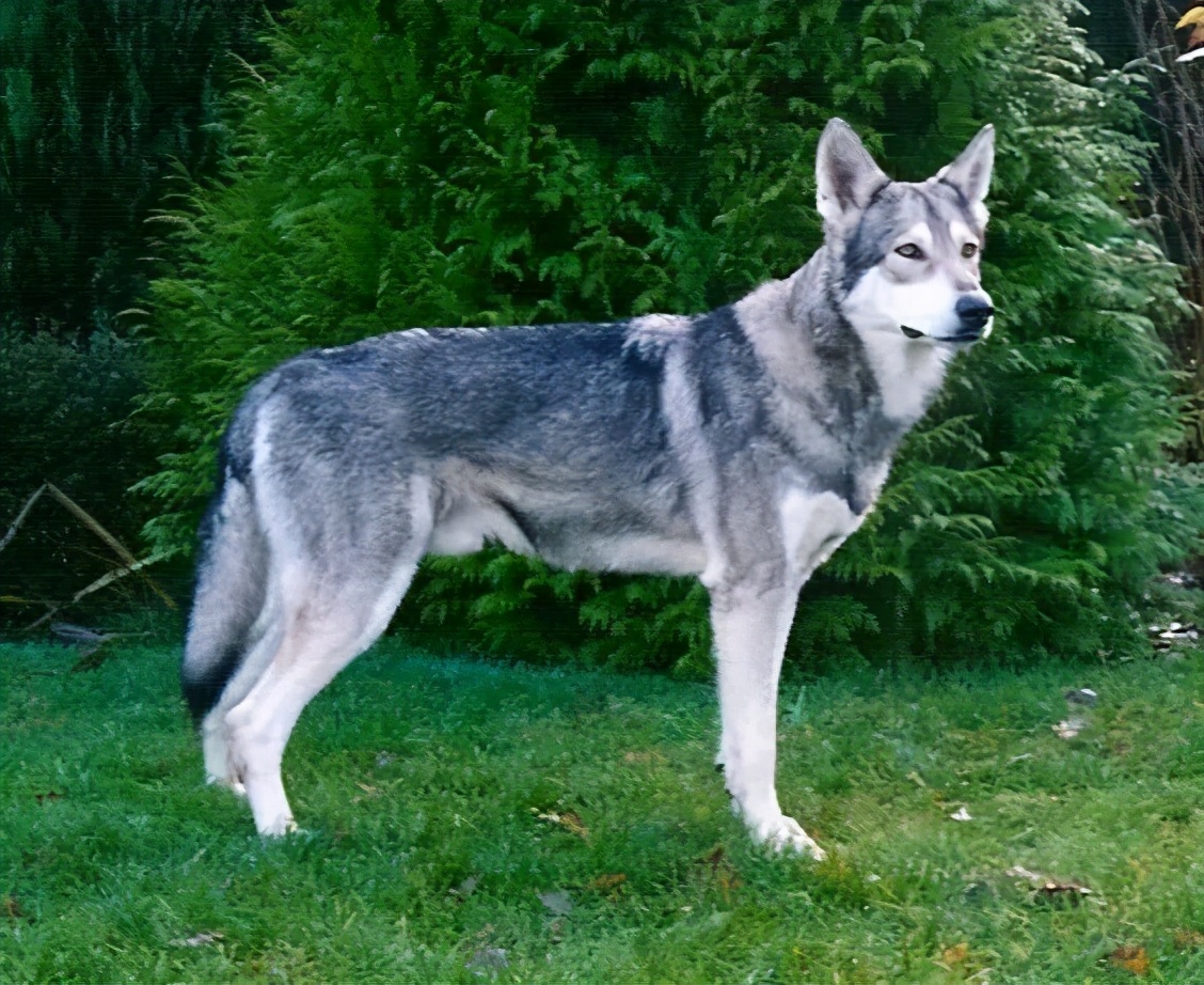 奇怪的知识又增加了喜羊羊,奇怪的知识又增加了猪的叫声