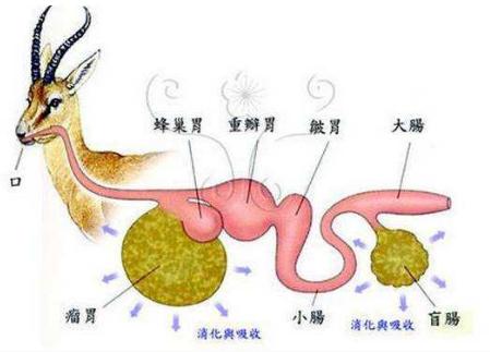 山羊的消化时间,山羊消化不良的症状