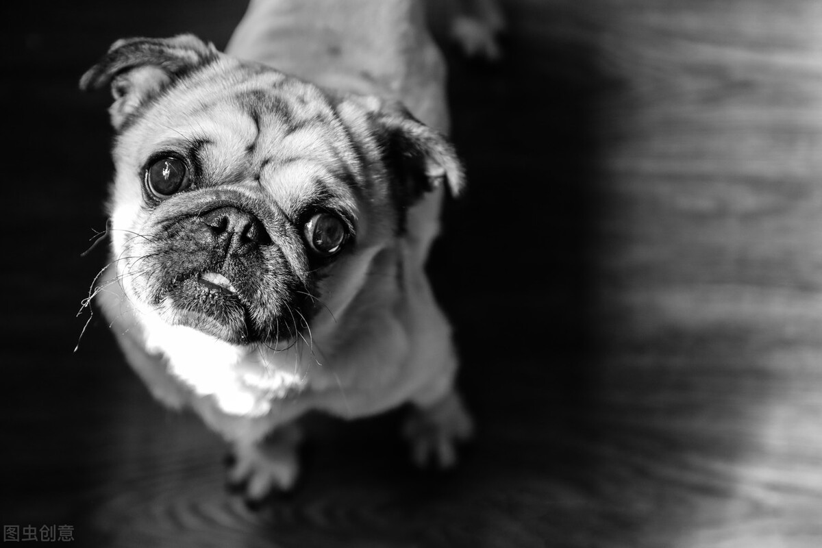 巴哥犬好养吗养巴哥犬的注意事项,八哥犬和巴哥犬有什么区别呢