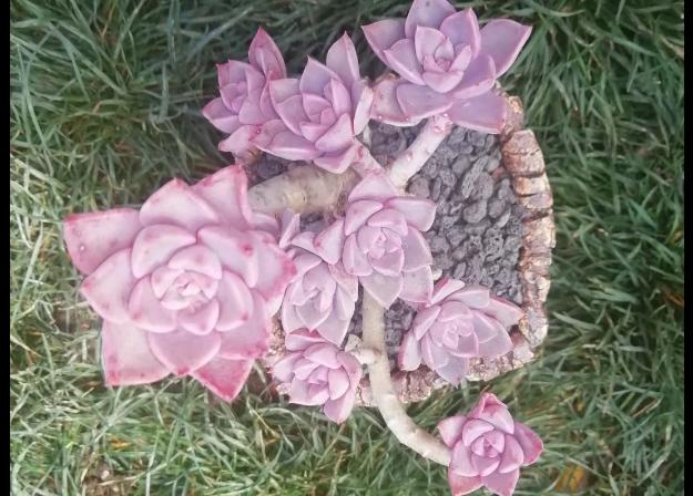 多肉养出状态来有多美?这102种多肉控养上色之后美呆了