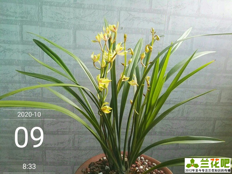 鍏拌姳浠锋牸鏆磋穼鍘熷洜鍒嗘瀽,鐤儏鏈熼棿鍏拌姳浠锋牸璧板娍