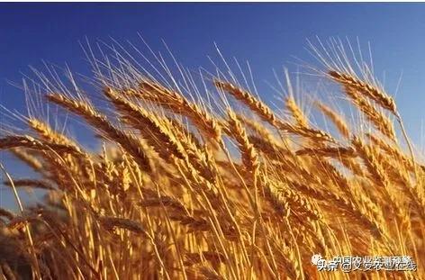 新小麦行情预测,小麦市场分析及应对措施