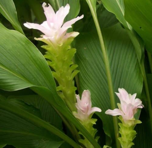 野姜黄种植技术视频,姜黄种植技术及亩收益
