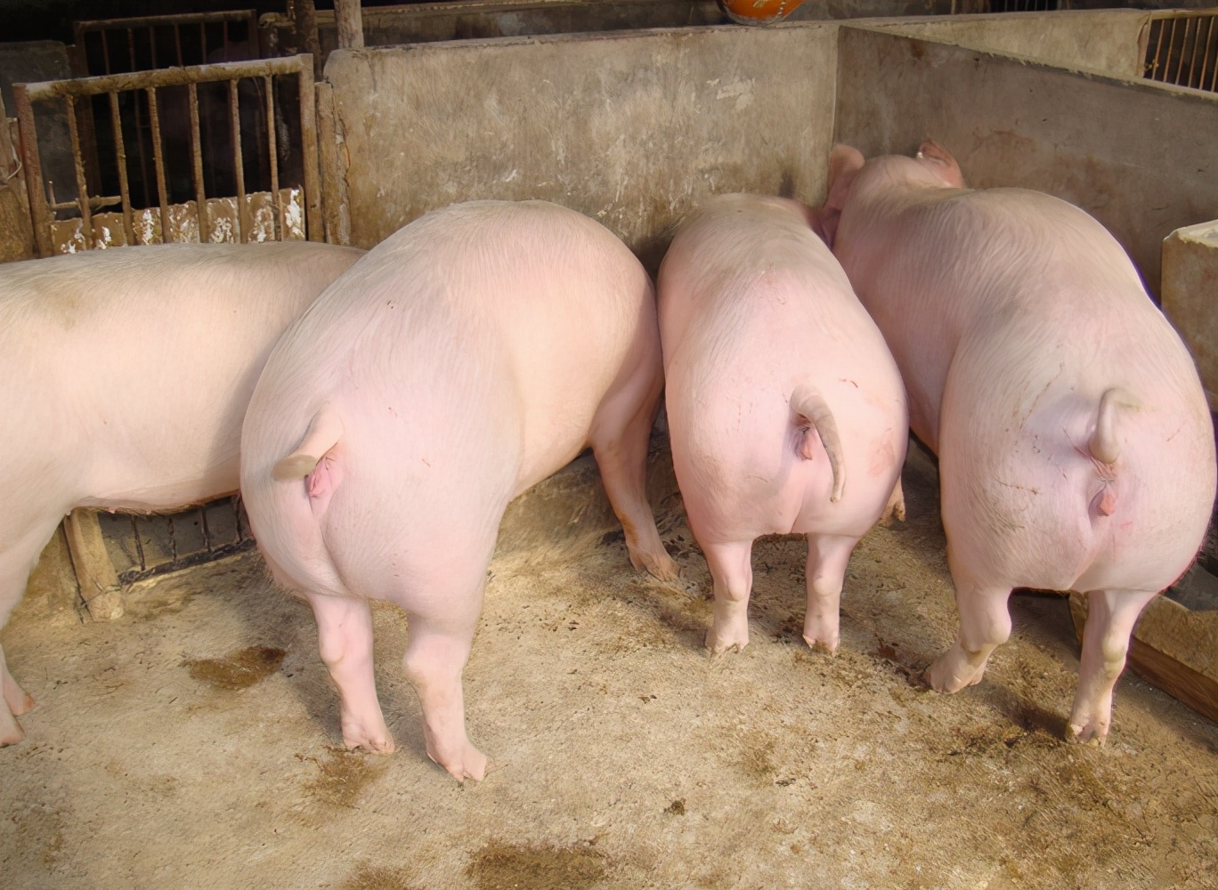 小养猪技术教程大全,怎么养猪省钱长得又快