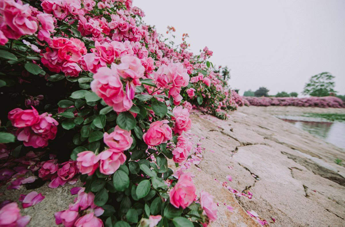 辰山植物园迎春花展,辰山植物园荷花展时间
