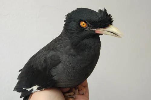 八哥鸟拉稀是白色没精神的怎么办,八哥鸟容易生病吗