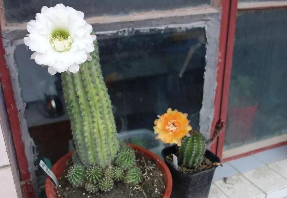 100种仙人球花图片,100种仙人球的品种视频