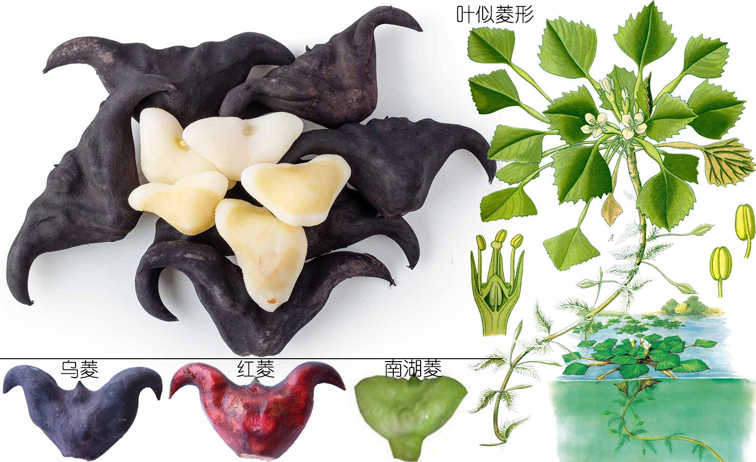 探索荸荠︱以及西关“泮塘五秀”是什么、何为江南“水八仙”？