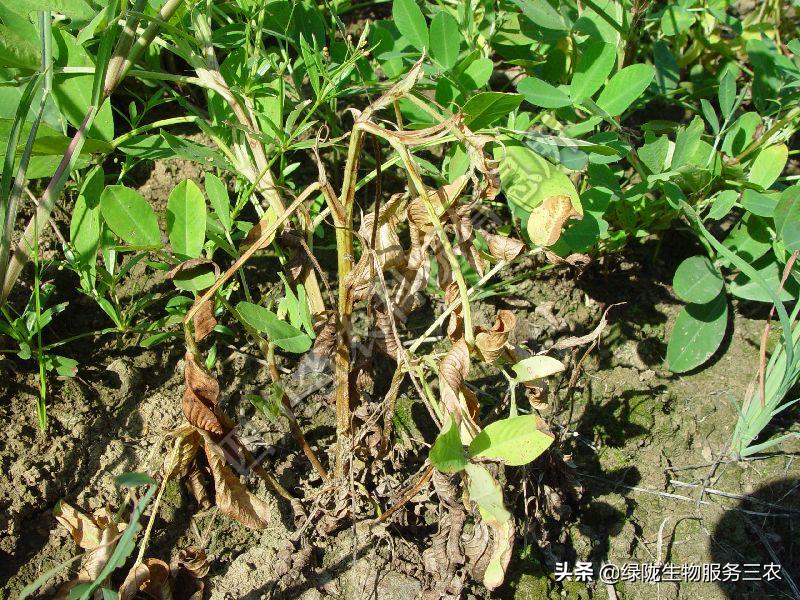 线虫侵袭作物，影响产品品质和产量，关于根结线虫，你了解多少？