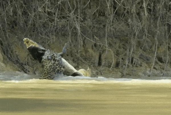 10个你一定不知道的动物冷知识,1000个牛动物有趣的冷知识