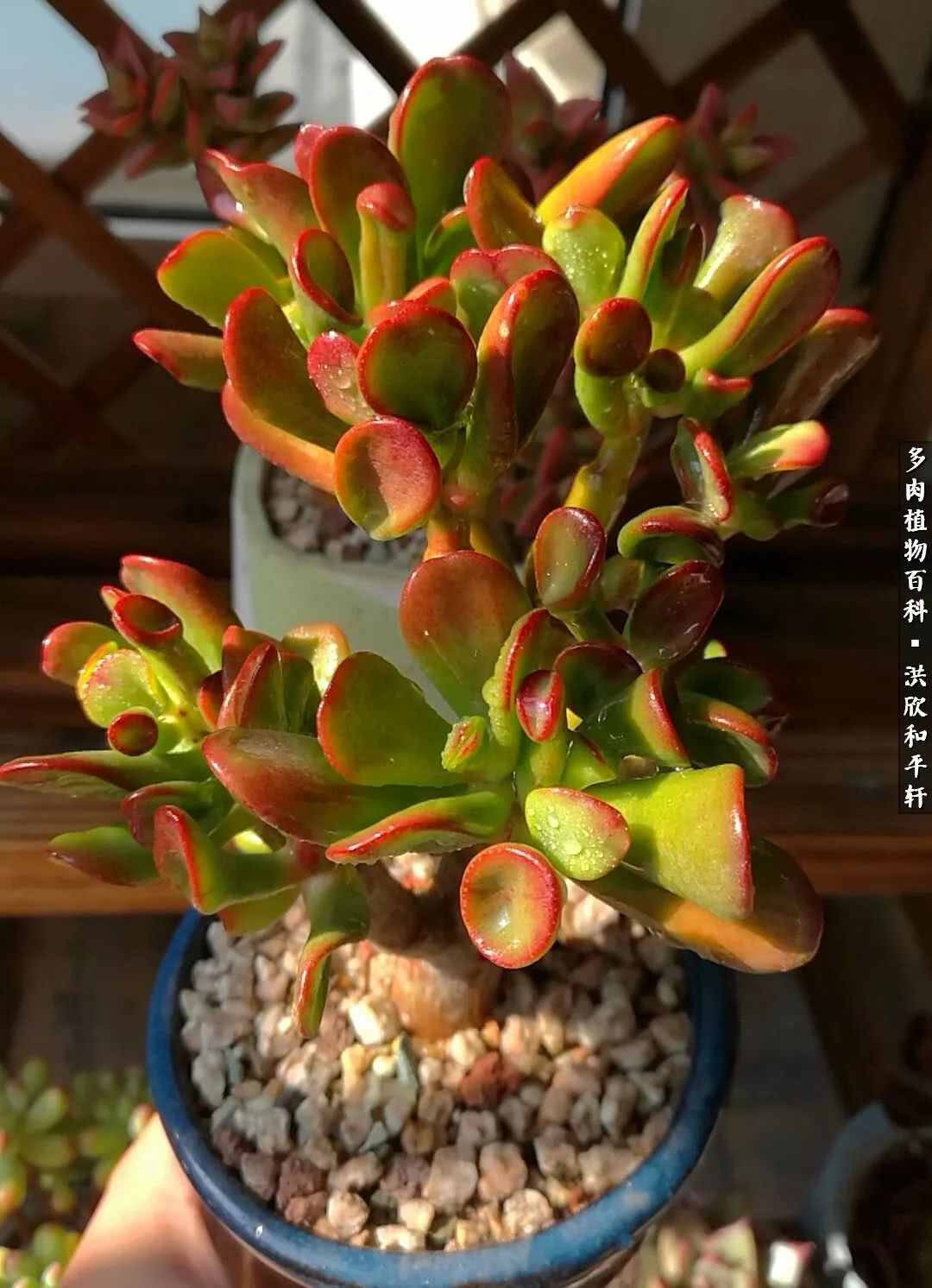 多肉的四季轮回,四季轮回多肉