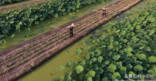 藕田养的泥鳅多少钱一斤,泥鳅养殖技术一亩多少钱