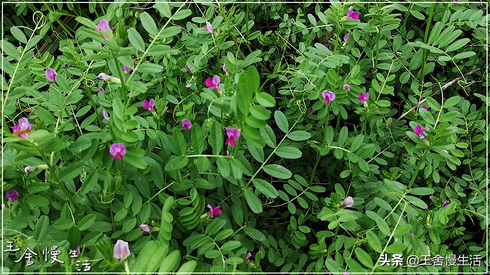 不要看不起农村,不要看不起耕田的人