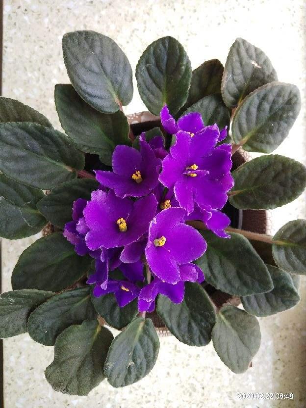 阳台如何养非洲堇,非洲堇怎么养开花多