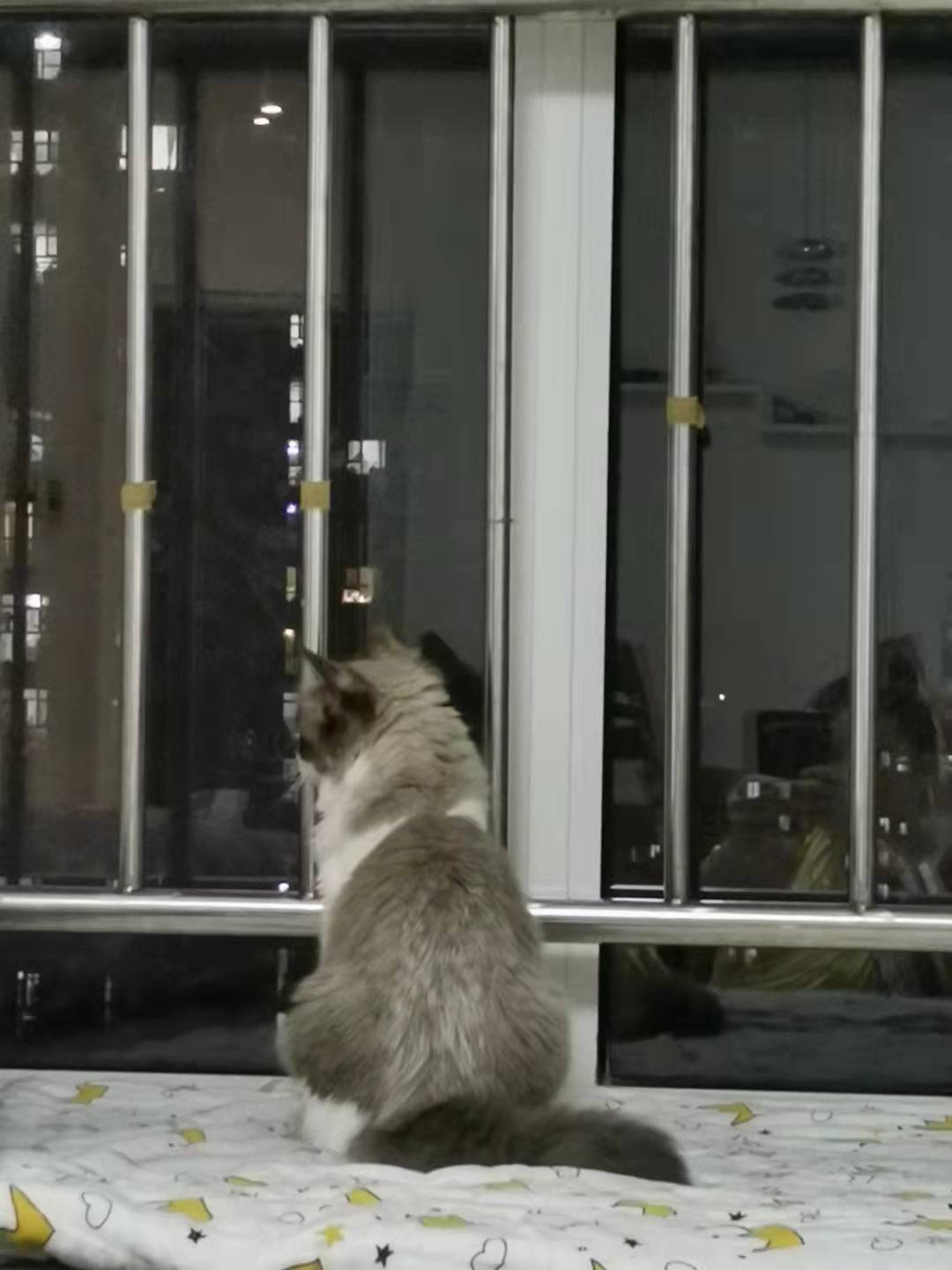 养猫前需要准备哪些用品多少钱,养猫前准备物品要多少钱