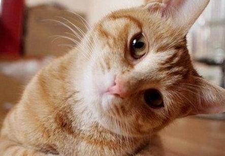 养猫新手app,新手养猫小红书