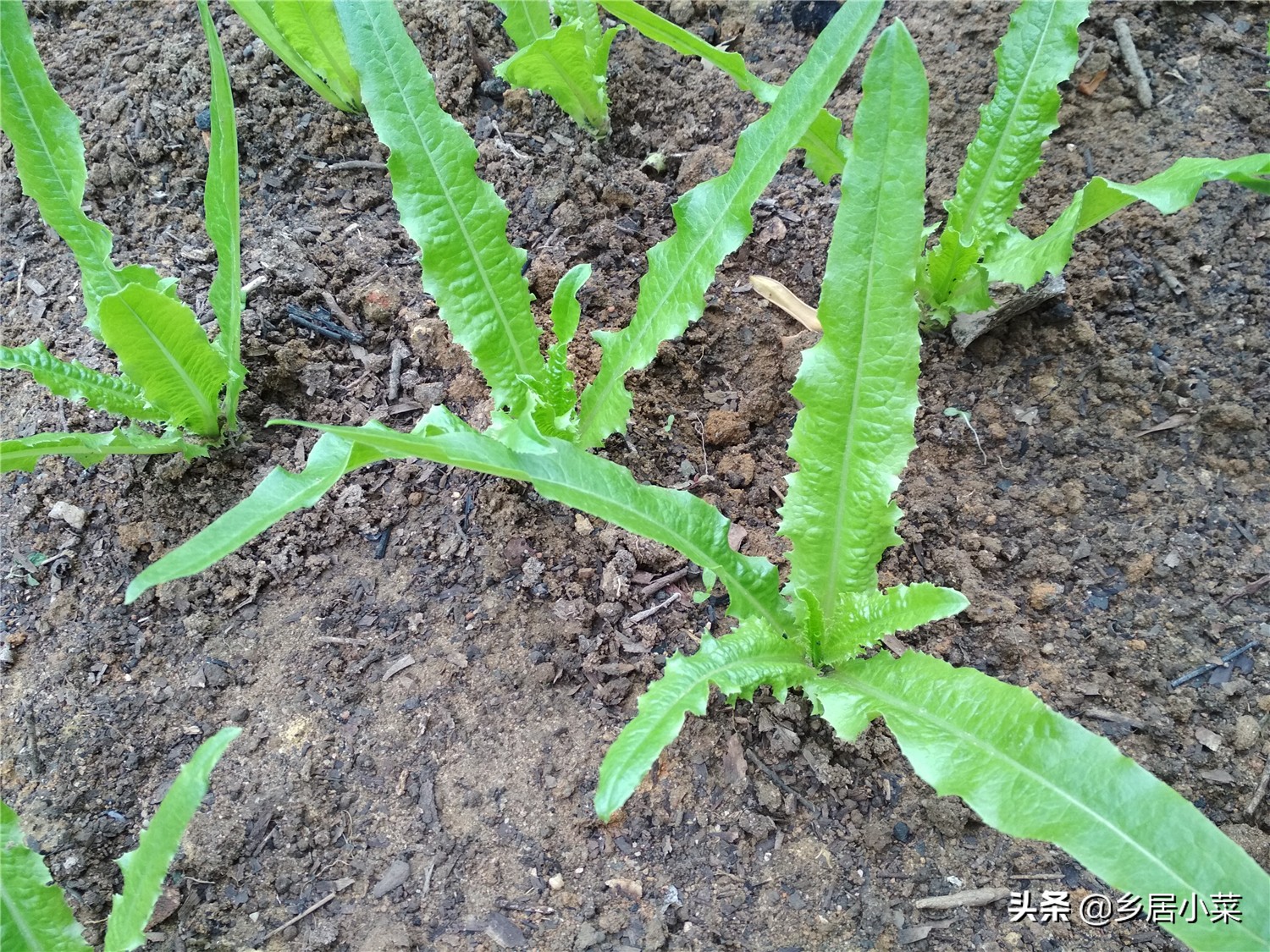 种蔬菜治虫的小妙招,种蔬菜打虫用什么药水