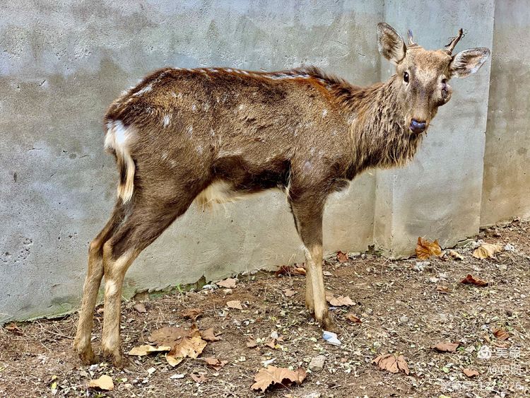 洛阳市宜阳凤凰岭射箭,宜阳县凤凰岭体育基地