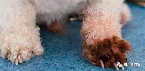 猫九爷：犬猫皮肤病的类型概述