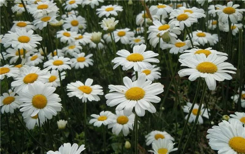 养哪一种吃虫子的花最合适,这4种花真省心养在家里不招虫