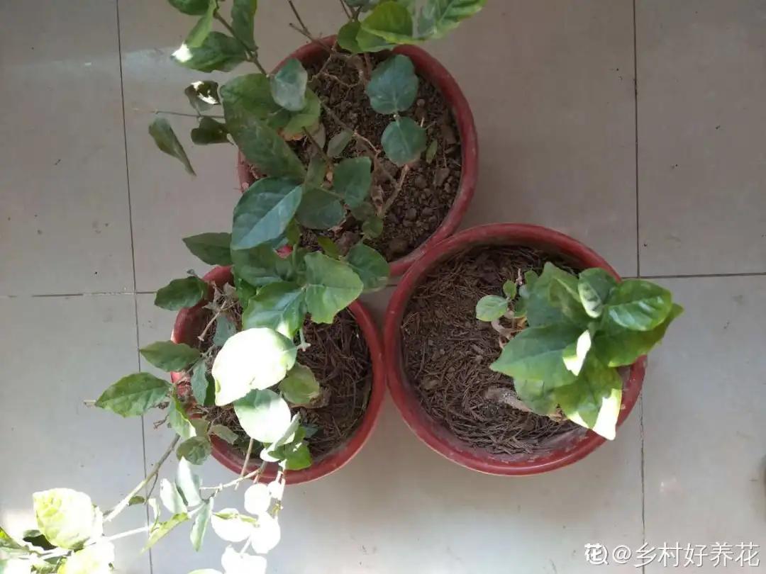 花买回来叶子蔫了怎么办,花掉花苞有什么好方法吗