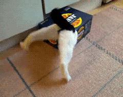 为啥猫是液体的,猫咪是液体猪吗