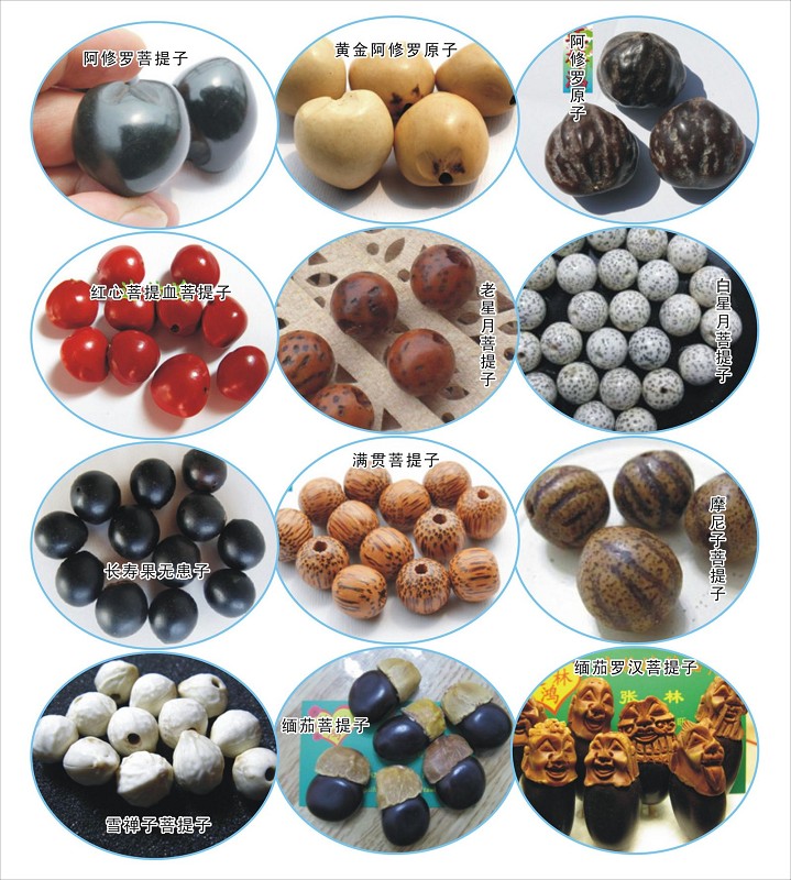 菩提佛珠分哪些种类图片大全,小金刚菩提的种类有哪些